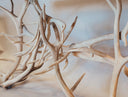 Antler Sofa Table