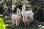Alpaca Sculpture