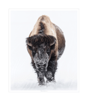 Frozen Endurance