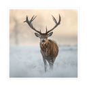 Winter Watcher