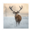 Winter Watcher