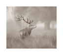 Stag Profile