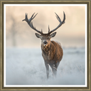 Winter Watcher
