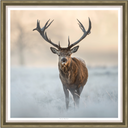 Winter Watcher