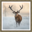 Winter Watcher