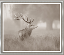Stag Profile