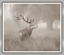 Stag Profile