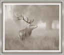 Stag Profile