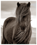 Mane Presence
