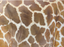 Giraffe Skin