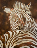 Copper Zebra