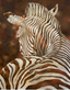 Copper Zebra