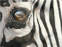 The Eye of the Zebra-Print