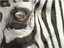 The Eye of the Zebra