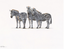 Zebra Family Print