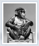 Monkeying Around