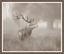 Stag Profile