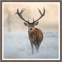 Winter Watcher