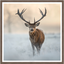 Winter Watcher