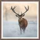 Winter Watcher