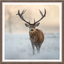 Winter Watcher