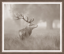 Stag Profile