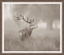 Stag Profile