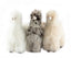 Alpaca Collectible