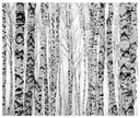 Silver Birch Thicket