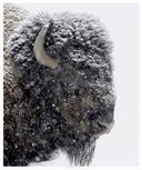 White Out Bison