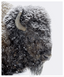 White Out Bison