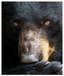 The Black Bear Stare