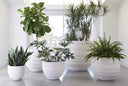 June Planters