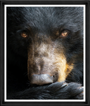 The Black Bear Stare