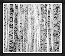 Silver Birch Thicket