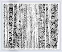 Silver Birch Thicket