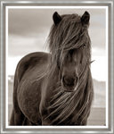 Mane Presence