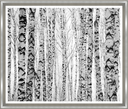 Silver Birch Thicket