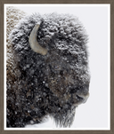 White Out Bison