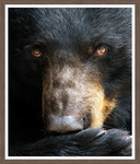 The Black Bear Stare