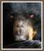 The Black Bear Stare