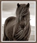Mane Presence